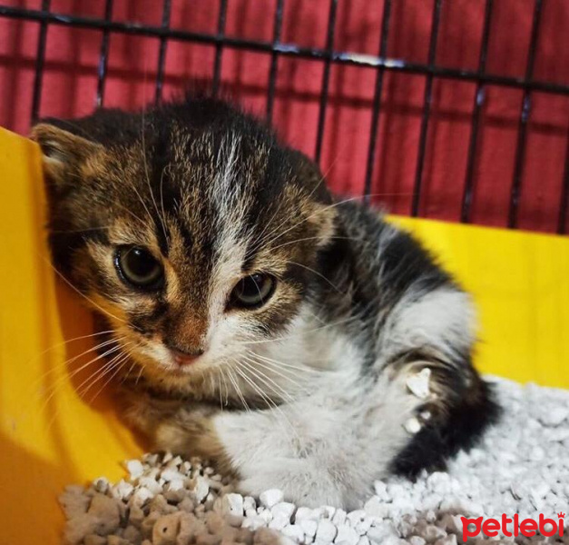 Tekir Kedi, Kedi  Ceku fotoğrafı