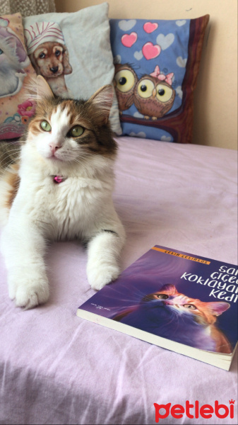Tekir Kedi, Kedi  Şanslı fotoğrafı