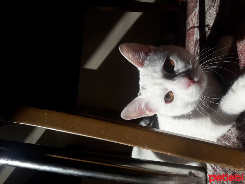 Van Kedisi, Kedi  Balım fotoğrafı
