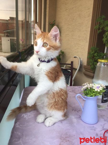 Sarman, Kedi  Şeker fotoğrafı