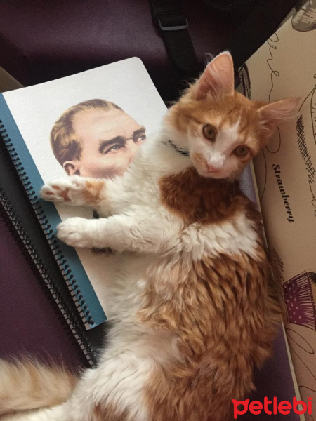Sarman, Kedi  Şeker fotoğrafı