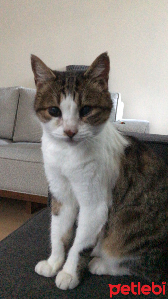 Tekir Kedi, Kedi  Yumak fotoğrafı