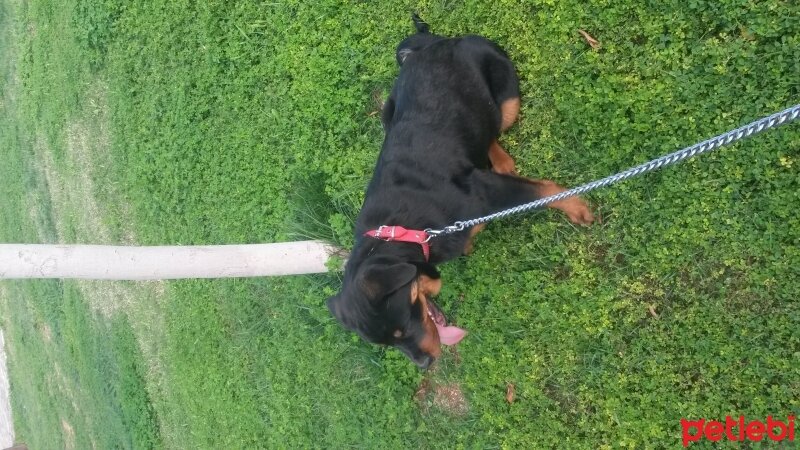 Rottweiler, Köpek  Baron fotoğrafı