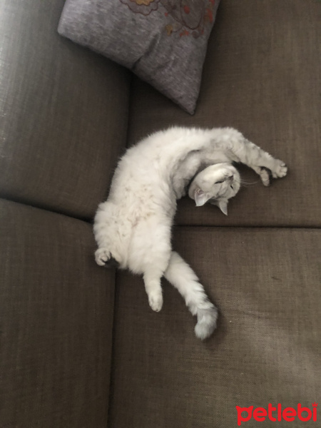British Shorthair, Kedi  Nane fotoğrafı