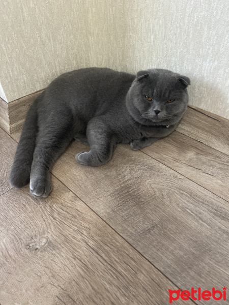 Scottish Fold, Kedi  Pati fotoğrafı