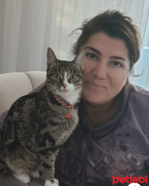 Tekir Kedi, Kedi  Miya fotoğrafı