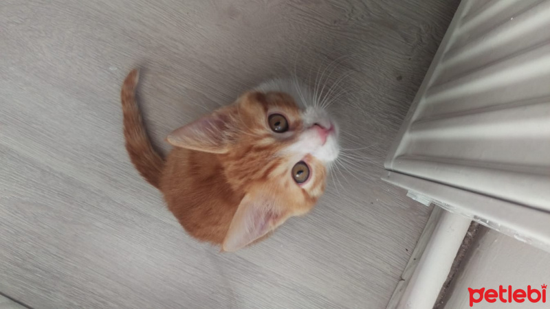 Sarman, Kedi  Arthur fotoğrafı