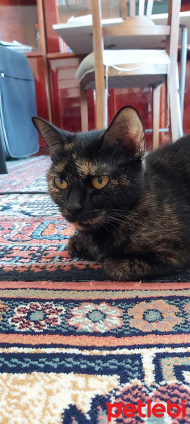 Tekir Kedi, Kedi  Eylül fotoğrafı