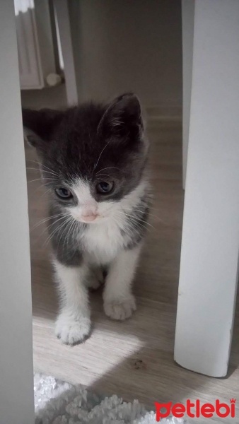 Tekir Kedi, Kedi  Mina fotoğrafı