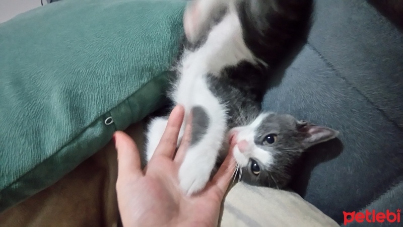 Tekir Kedi, Kedi  Mina fotoğrafı