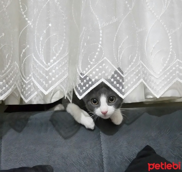 Tekir Kedi, Kedi  Mina fotoğrafı