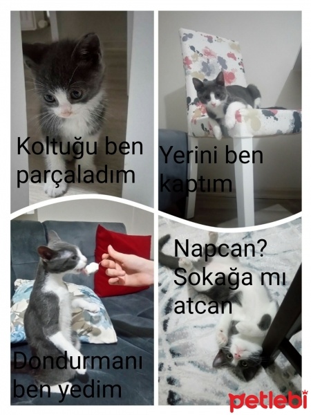 Tekir Kedi, Kedi  Mina fotoğrafı