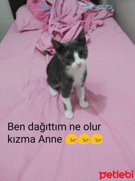 Tekir Kedi, Kedi  Mina fotoğrafı