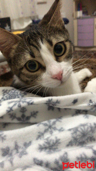 Tekir Kedi, Kedi  Laki fotoğrafı
