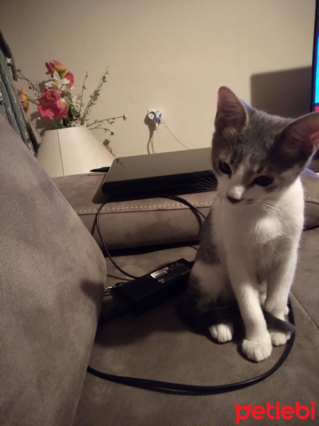 Tekir Kedi, Kedi  Haru fotoğrafı