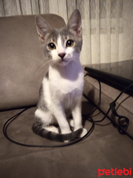 Tekir Kedi, Kedi  Haru fotoğrafı