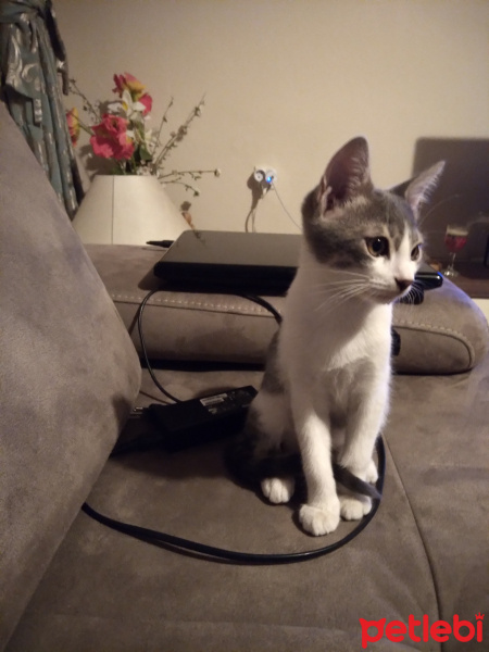 Tekir Kedi, Kedi  Haru fotoğrafı