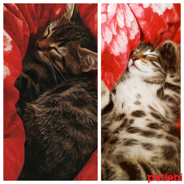 Tekir Kedi, Kedi  Oggy fotoğrafı