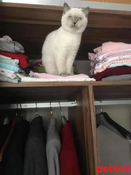 British Shorthair, Kedi  Pamuk fotoğrafı