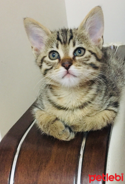 Tekir Kedi, Kedi  Tora fotoğrafı