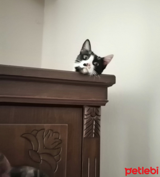 Tekir Kedi, Kedi  Mantar fotoğrafı