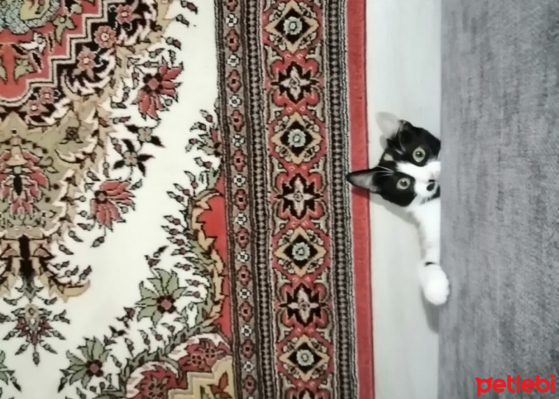 Tekir Kedi, Kedi  Mantar fotoğrafı