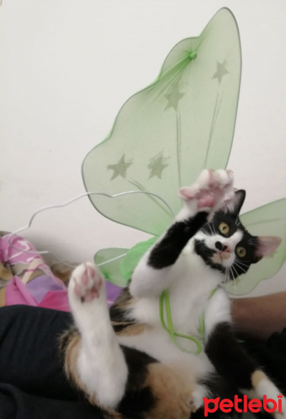 Tekir Kedi, Kedi  Mantar fotoğrafı