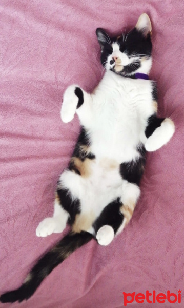 Tekir Kedi, Kedi  Mantar fotoğrafı