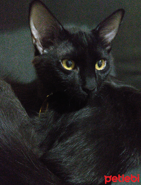 Bombay, Kedi  Yılmaz fotoğrafı