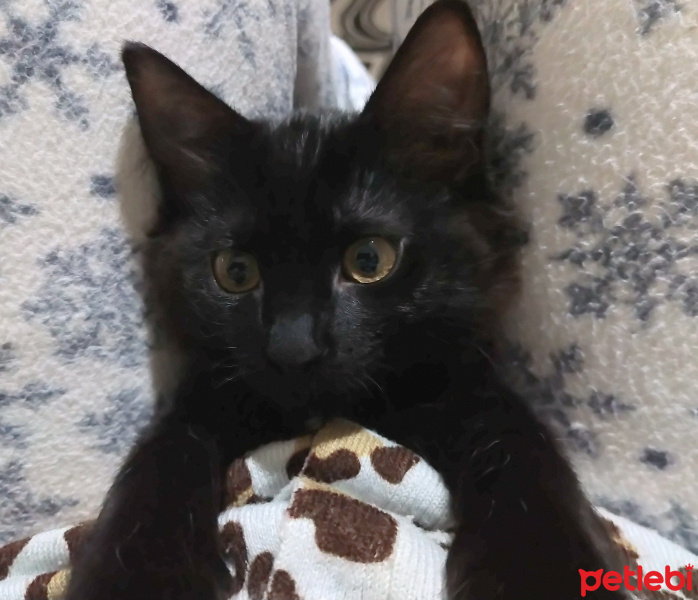 Bombay, Kedi  Yılmaz fotoğrafı