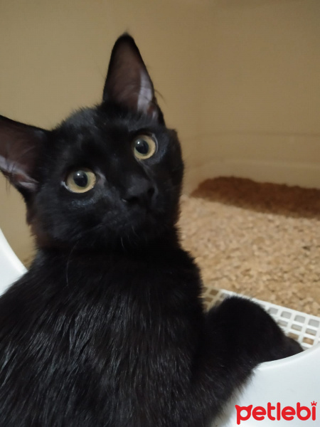 Bombay, Kedi  Yılmaz fotoğrafı