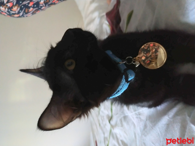 Bombay, Kedi  Yılmaz fotoğrafı