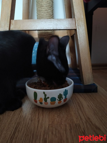 Bombay, Kedi  Yılmaz fotoğrafı