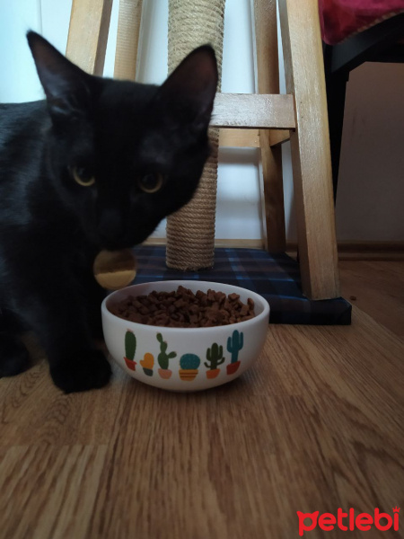 Bombay, Kedi  Yılmaz fotoğrafı