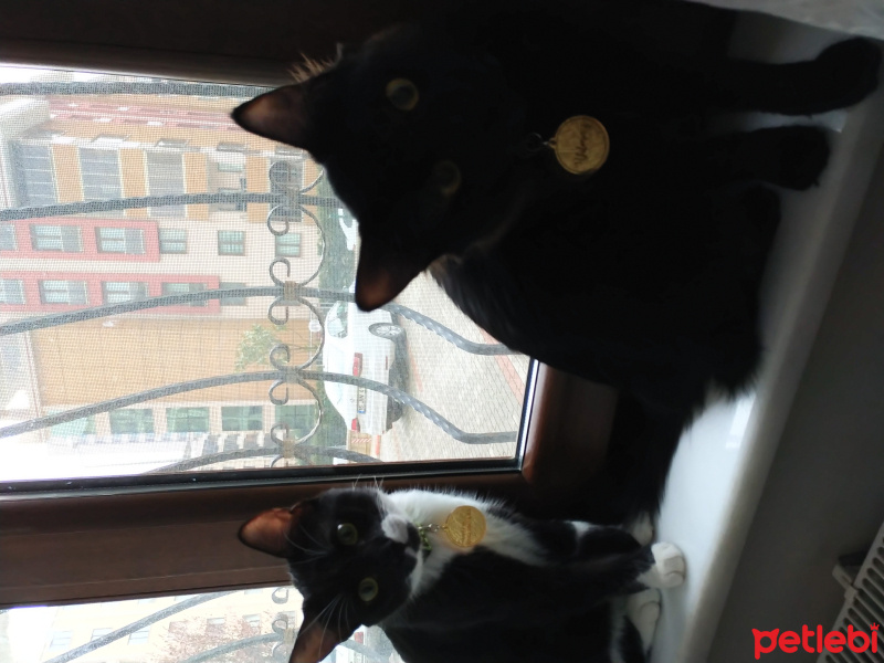 Bombay, Kedi  Yılmaz fotoğrafı