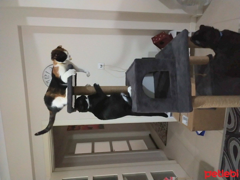 Bombay, Kedi  Yılmaz fotoğrafı