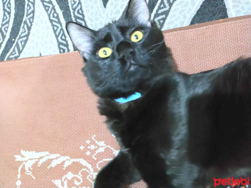 Bombay, Kedi  Yılmaz fotoğrafı