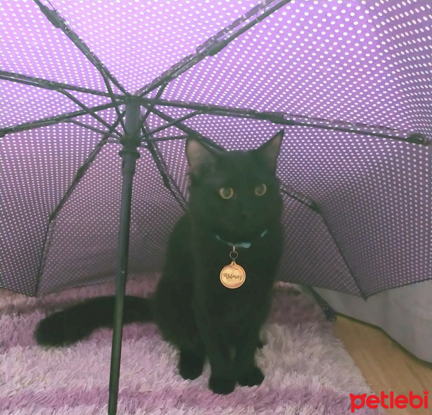 Bombay, Kedi  Yılmaz fotoğrafı