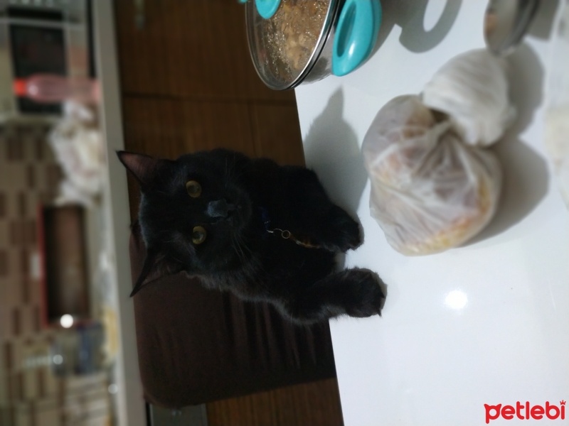 Bombay, Kedi  Yılmaz fotoğrafı