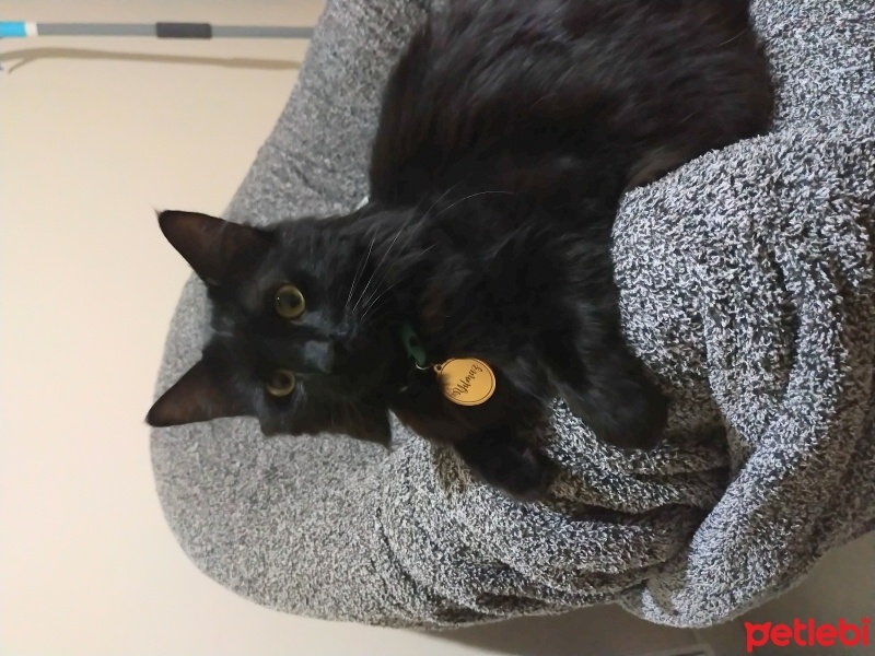 Bombay, Kedi  Yılmaz fotoğrafı