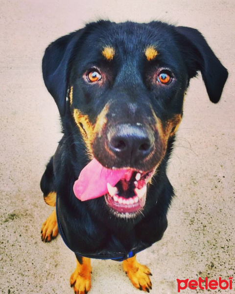Labrador Retriever, Köpek  Negro fotoğrafı