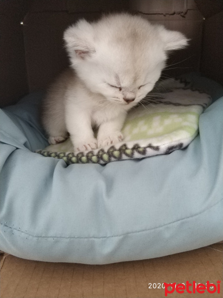 British Shorthair, Kedi  Miya fotoğrafı