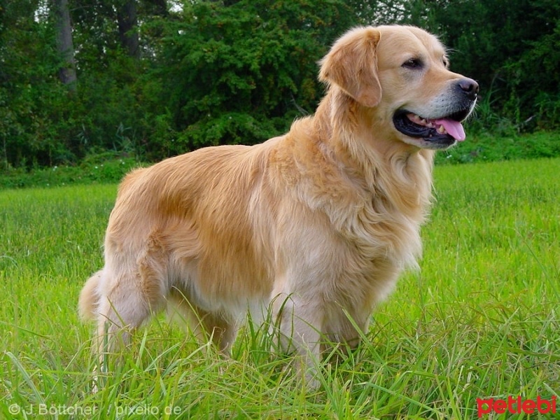 Golden Retriever, Köpek  Deyzi fotoğrafı