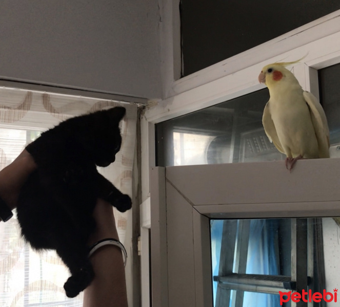 British Shorthair, Kedi  Lady fotoğrafı