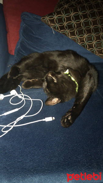 British Shorthair, Kedi  Lady fotoğrafı