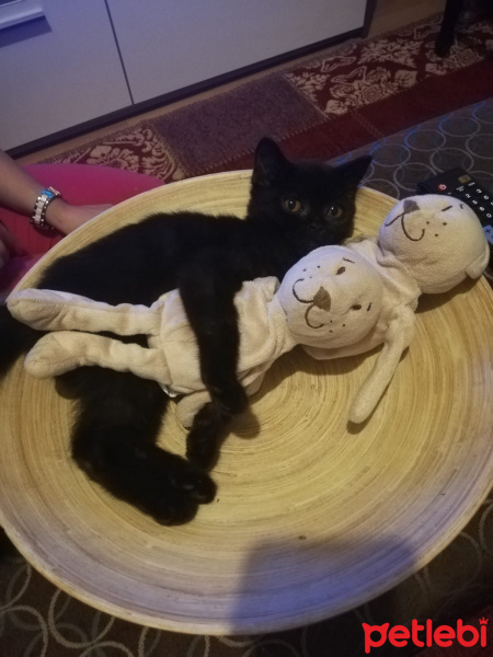 British Shorthair, Kedi  Lady fotoğrafı