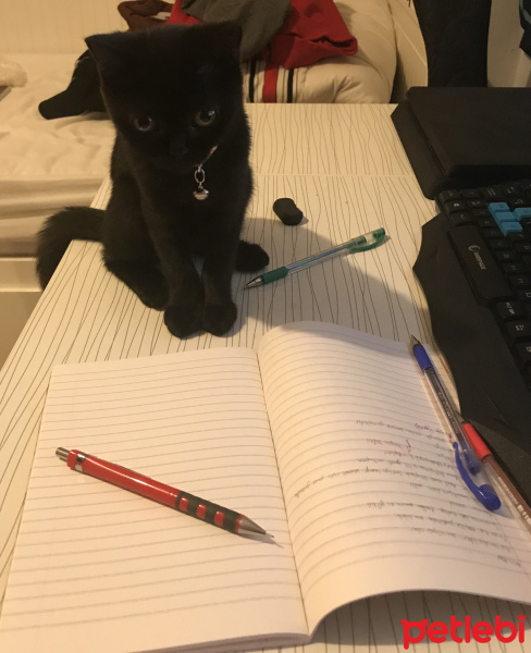 British Shorthair, Kedi  Lady fotoğrafı