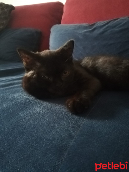 British Shorthair, Kedi  Lady fotoğrafı