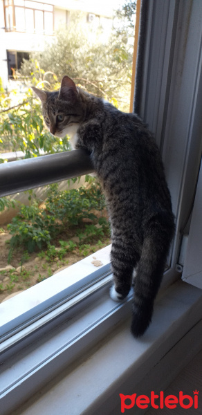 Tekir Kedi, Kedi  Herkül fotoğrafı