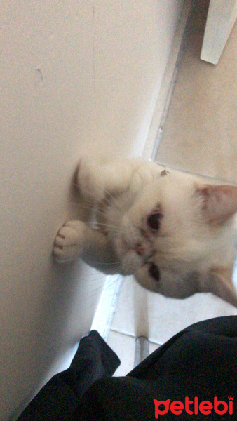 Exotic Shorthair, Kedi  Azman fotoğrafı